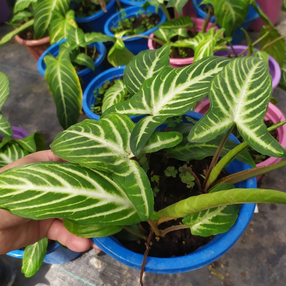 Caladium Lindenii Magnificum ( Xanthosoma lindenii )
