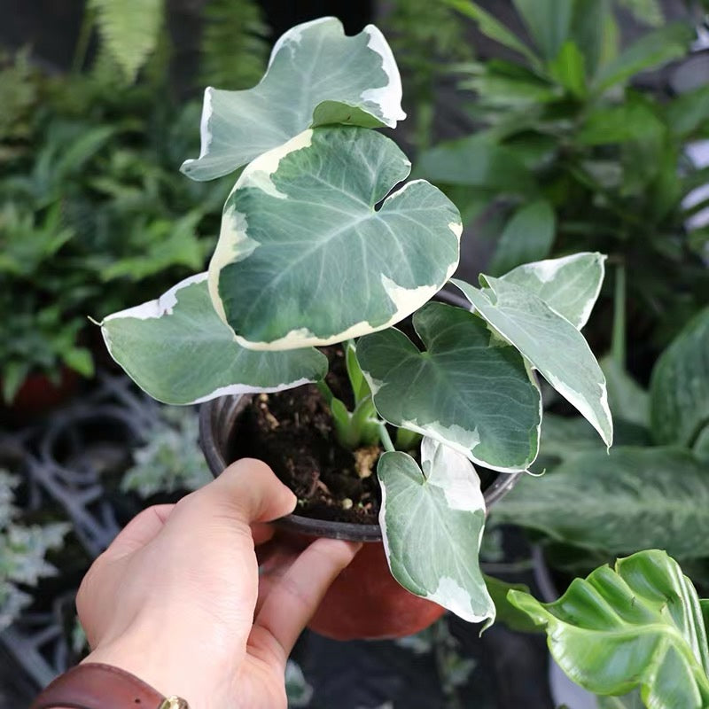 Xanthosoma Sagittifolium ' Variegatum Monstrosum '
