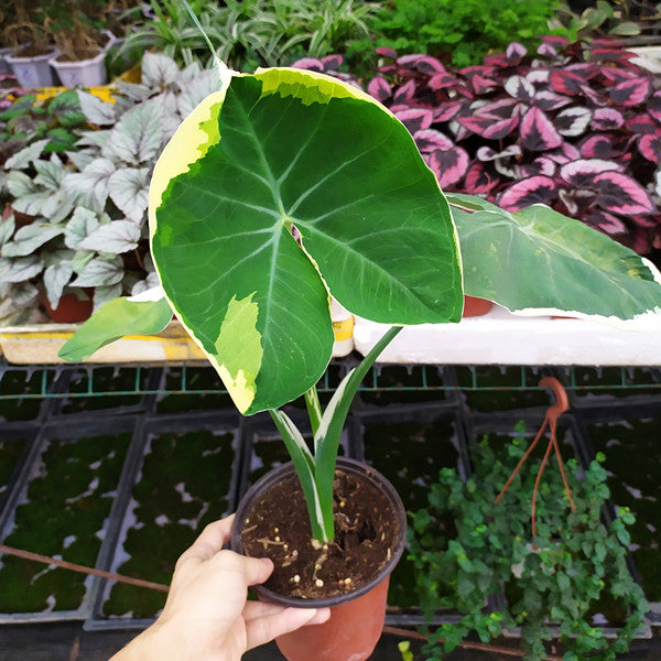 Xanthosoma Sagittifolium ' Variegatum Monstrosum '