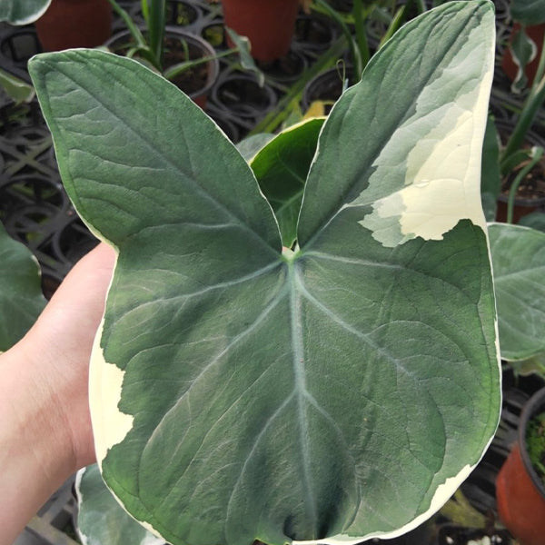 Xanthosoma Sagittifolium ' Variegatum Monstrosum '