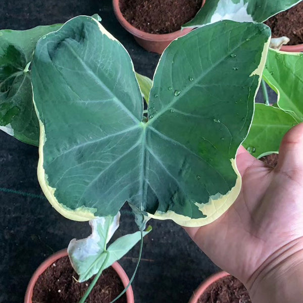 Xanthosoma Sagittifolium ' Variegatum Monstrosum '