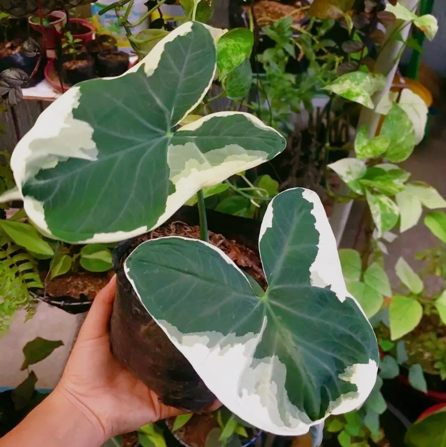 sagittifolium philodendron price Xanthosoma Sagittifolium ' Variegatum Monstrosum ' for Sale