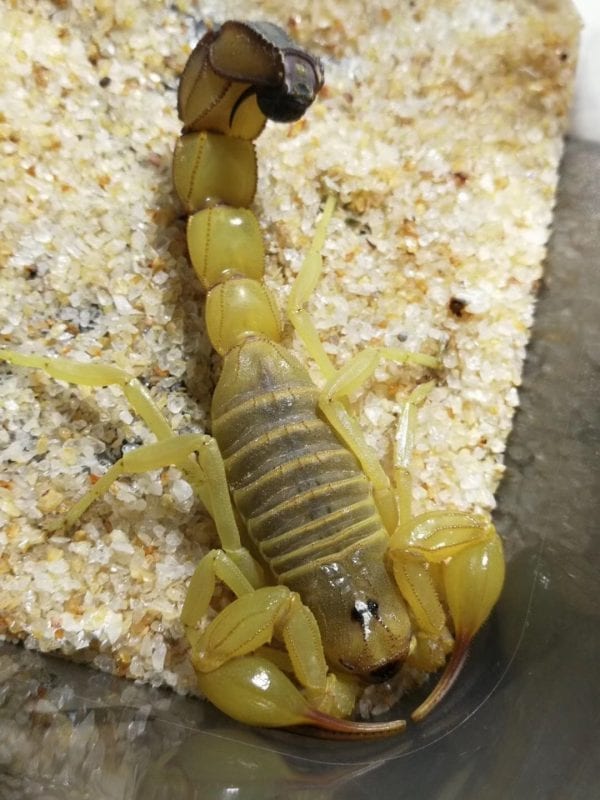 Yellow Fat-tailed Scorpion (Androctonus australis )