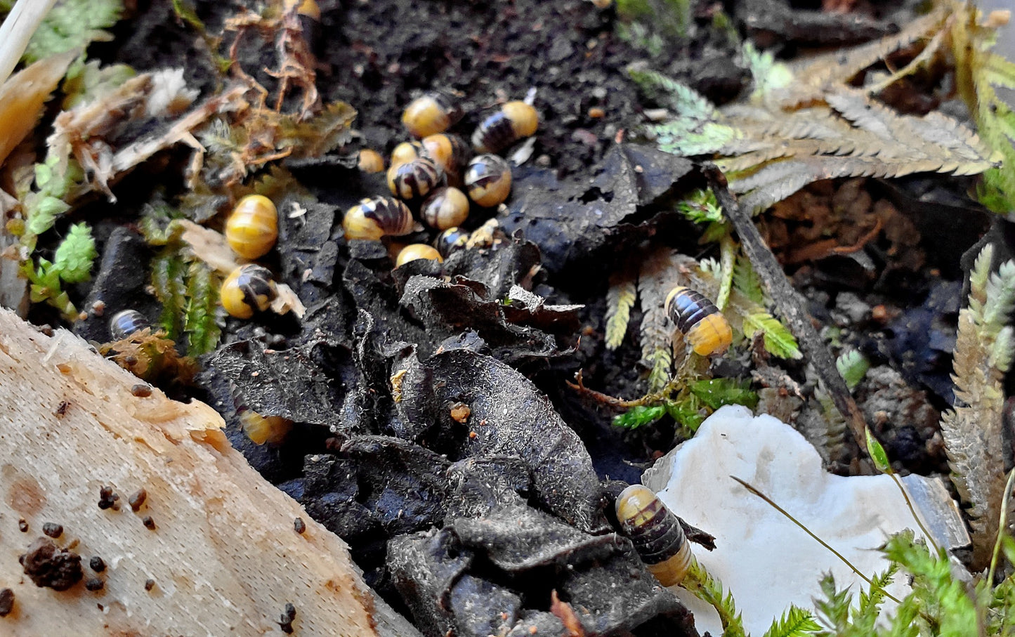 Yellow Head (Rhopalomeris sp. )
