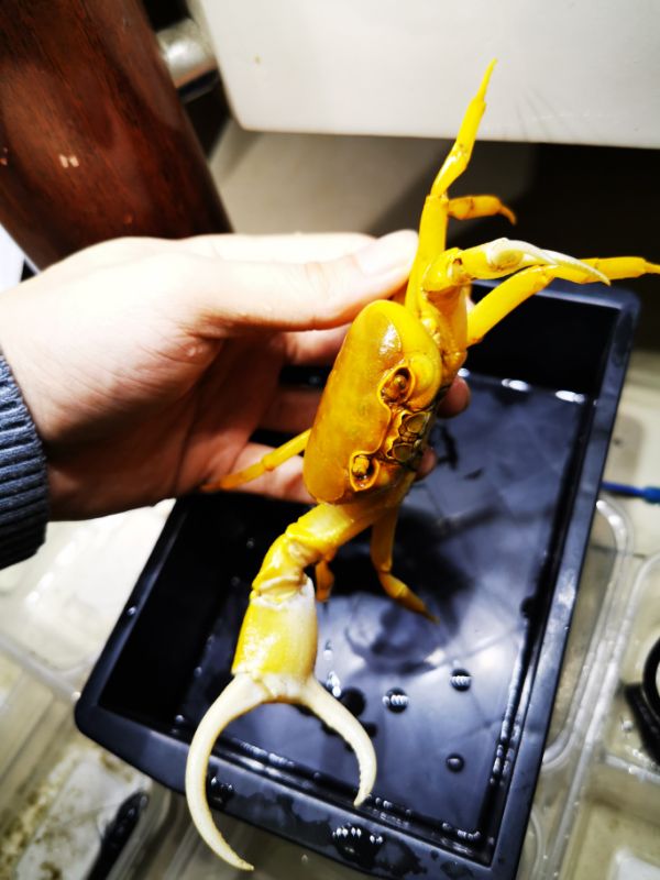 Yellow Pirate Crab (Vietorintalia rubrum)