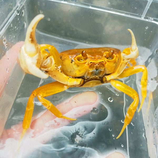 Yellow Pirate Crab (Vietorintalia rubrum)