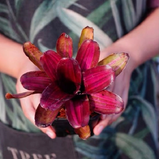 Zoae Cnovar (Neoregelia)