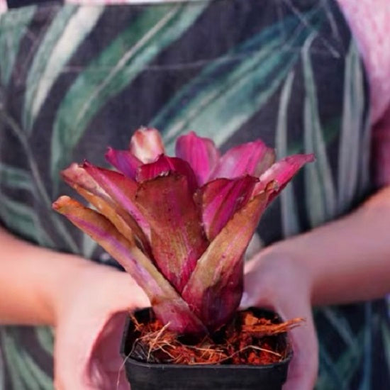 Zoae Cnovar (Neoregelia)