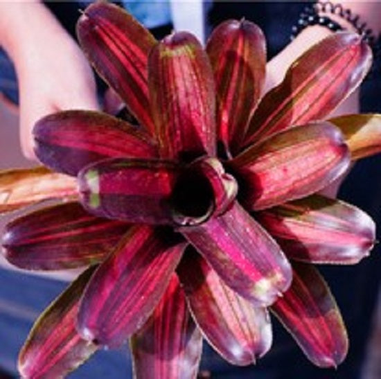 Zoae Cnovar (Neoregelia)