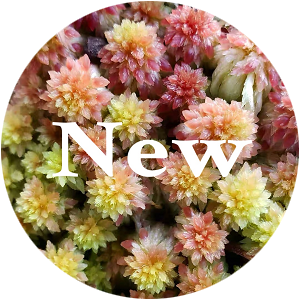 My Home Nature - Rare Plants & Exotic Pets | MyHomeNature