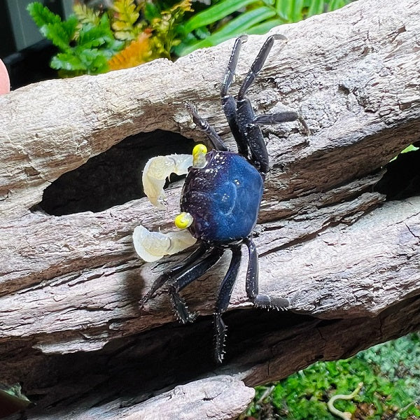 6 mixed color Geosesarma Vampire Crabs guarantee one or more female included