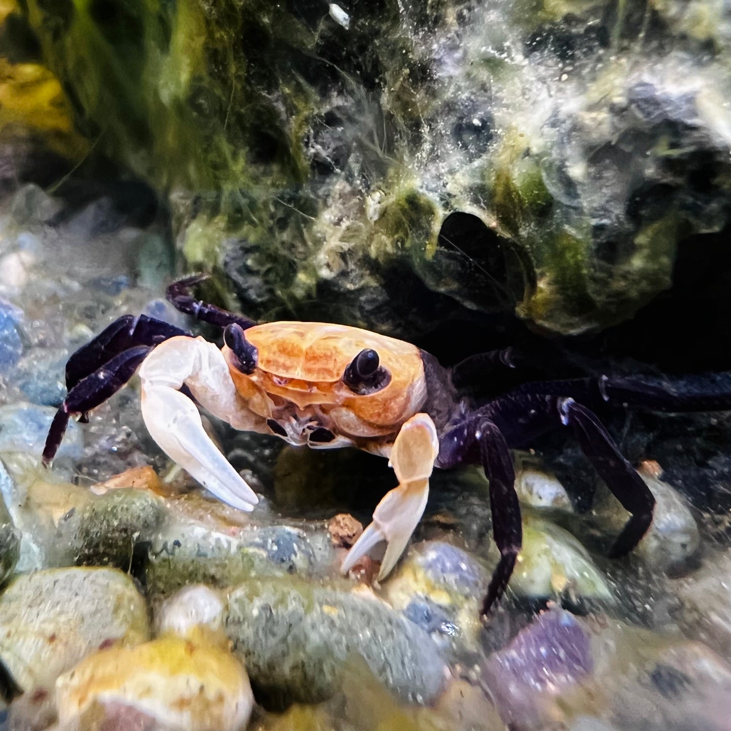 Panda Ninja Crab Lepidothelphusa Cognetti