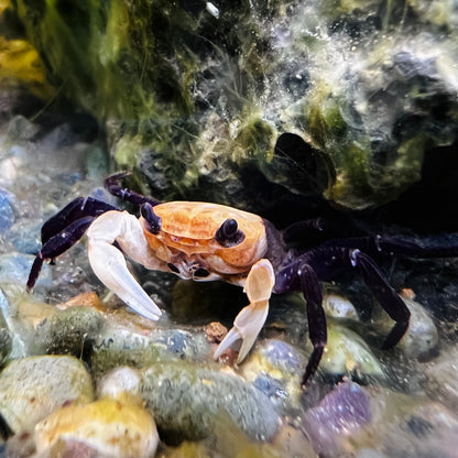 Panda Ninja Crab Lepidothelphusa Cognetti