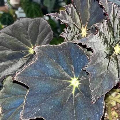 Begonia 'black frost'