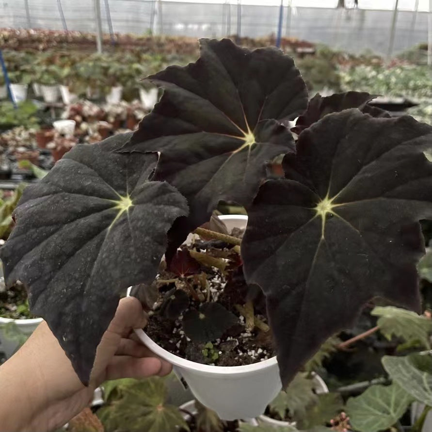 Begonia 'black frost'