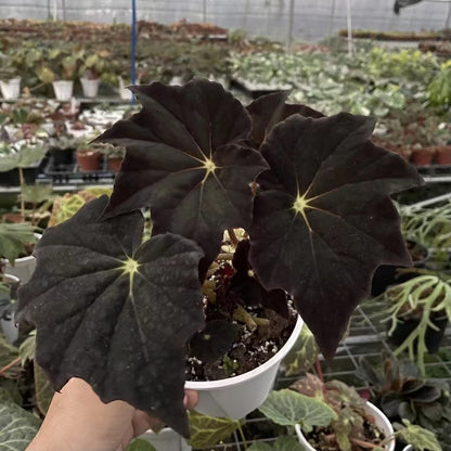Begonia 'black frost'