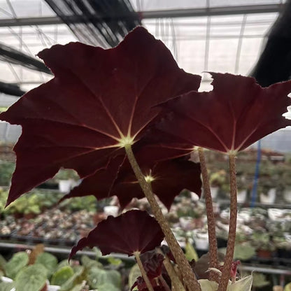 Begonia 'black frost'