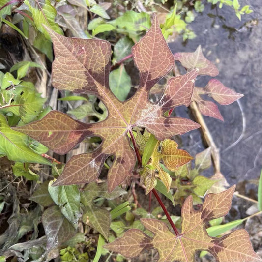 Polygonum palmatum Dunn