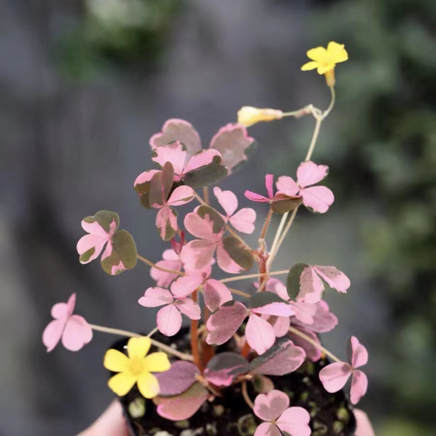 Oxalis 'Sunset Velvet'