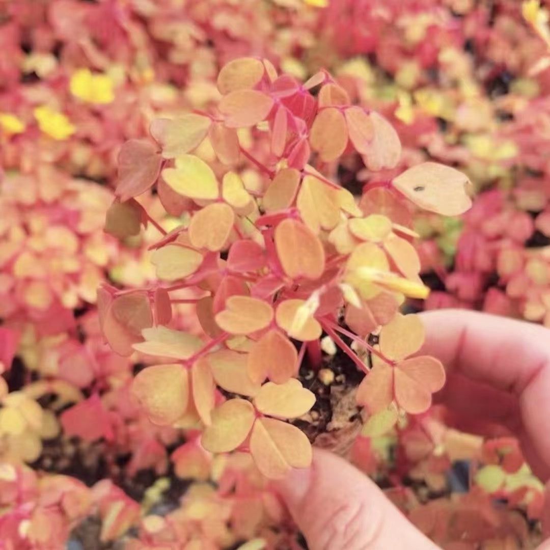 Oxalis 'Sunset Velvet'