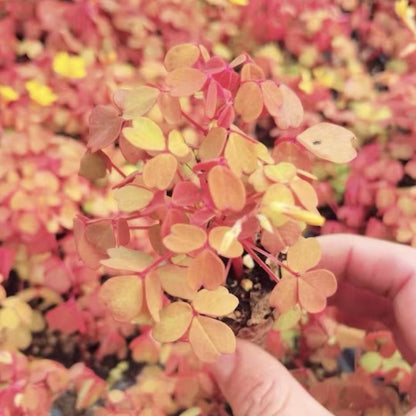 Oxalis 'Sunset Velvet'