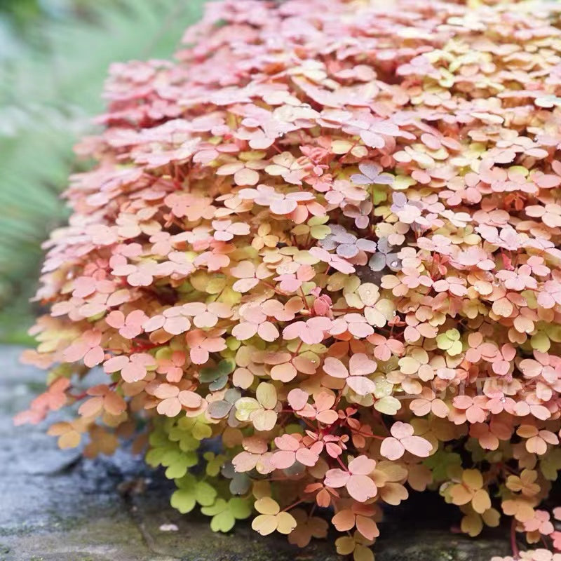 Oxalis 'Sunset Velvet'