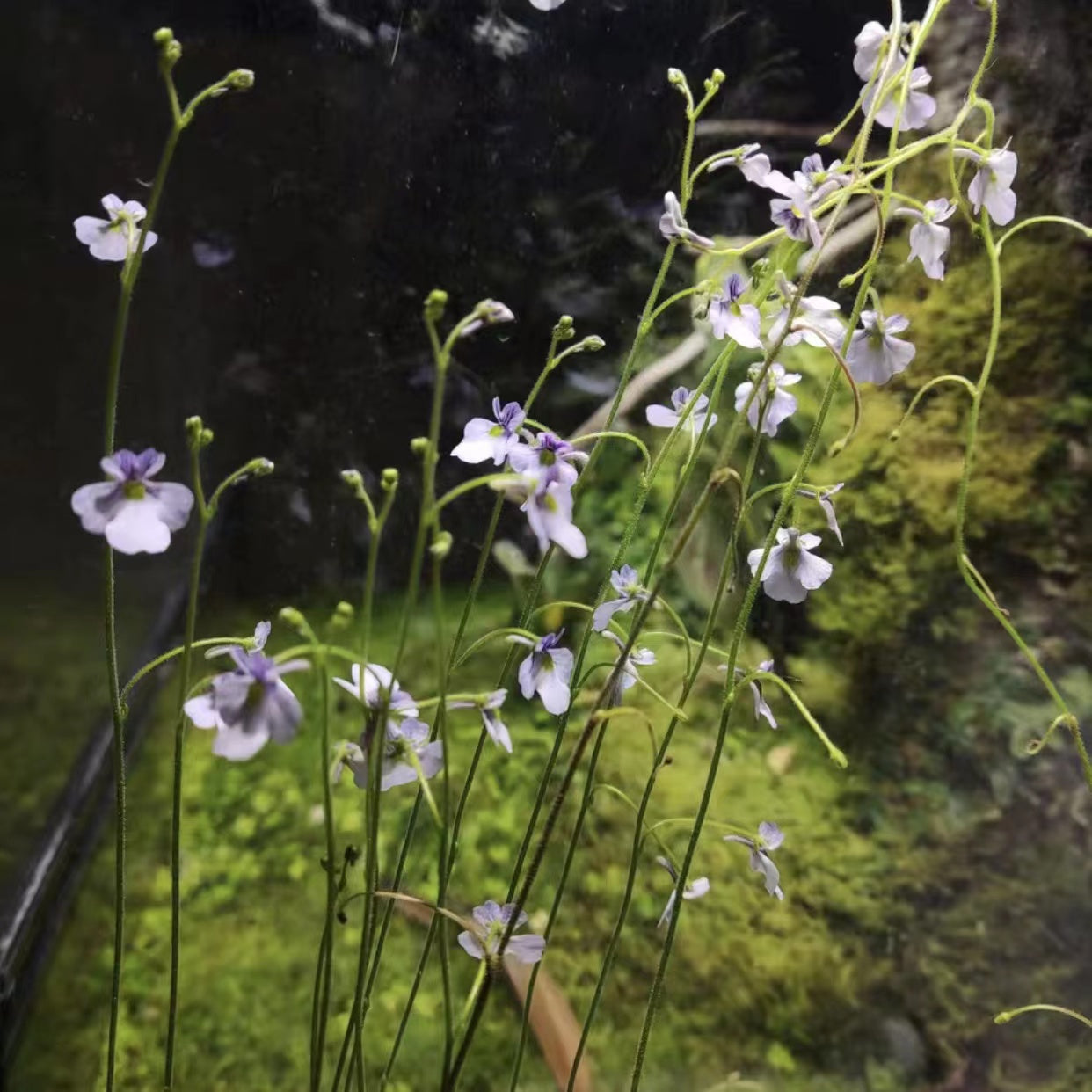 Genlisea lobota x flexnosa