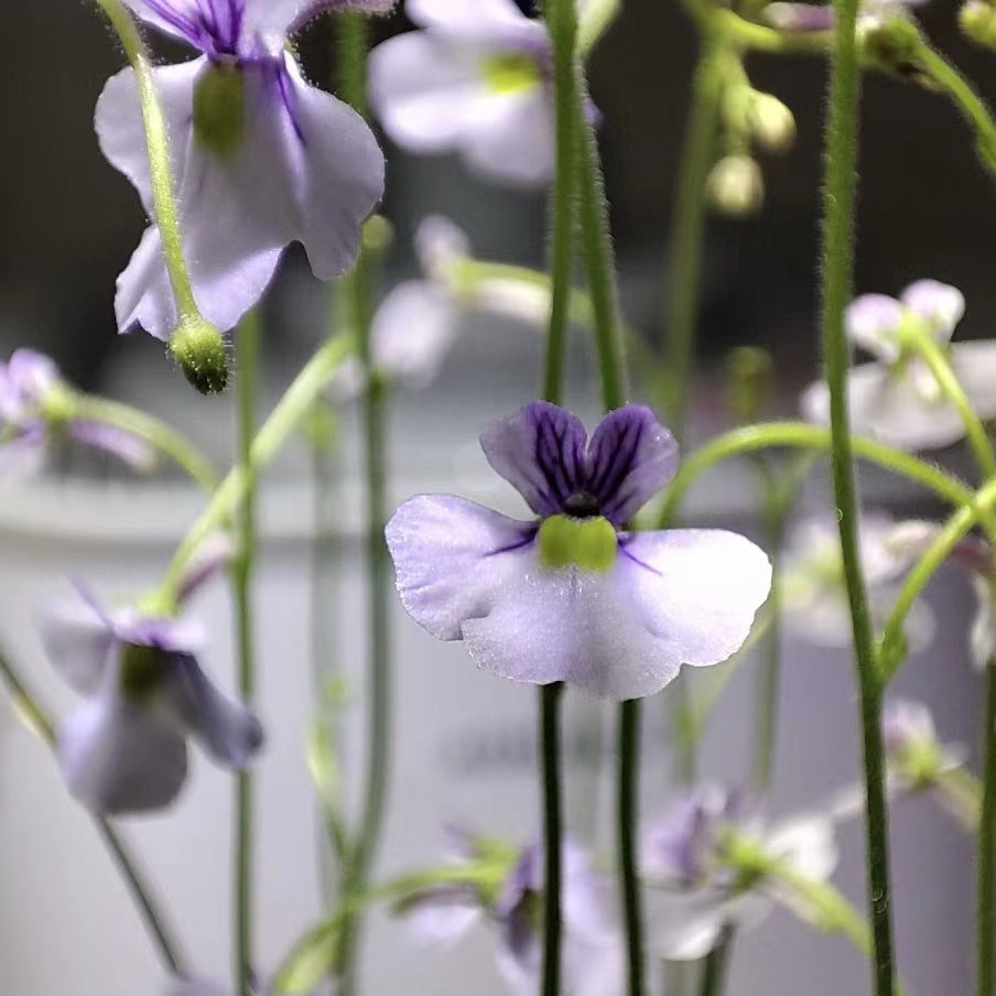 Genlisea lobota x flexnosa