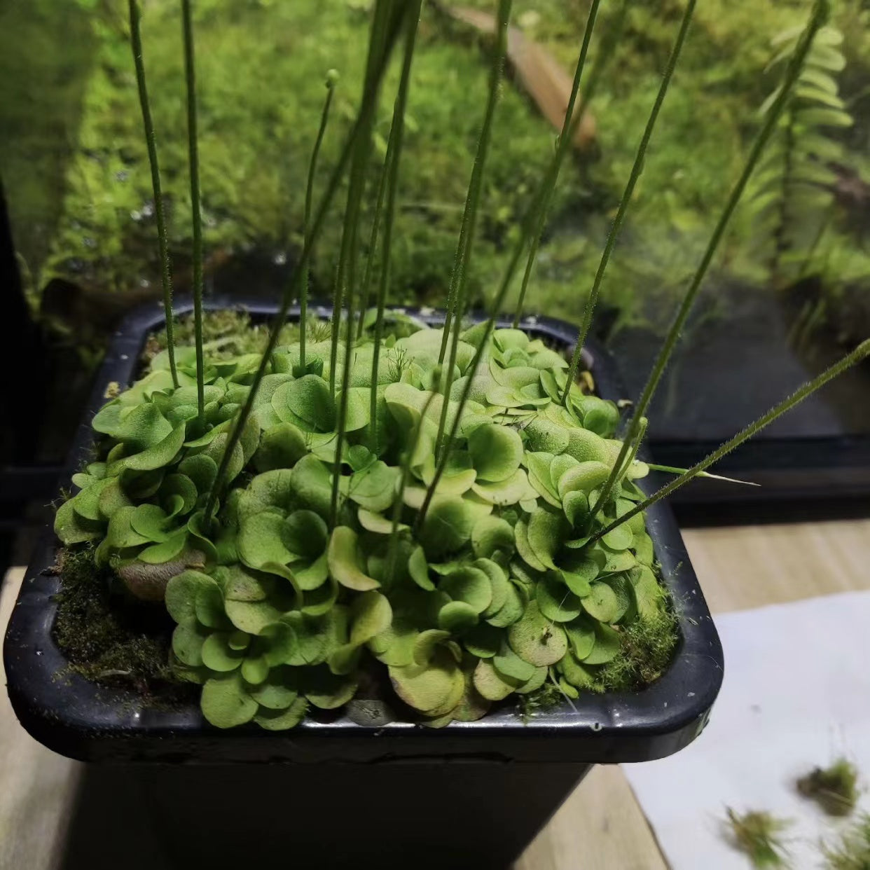 Genlisea lobota x flexnosa