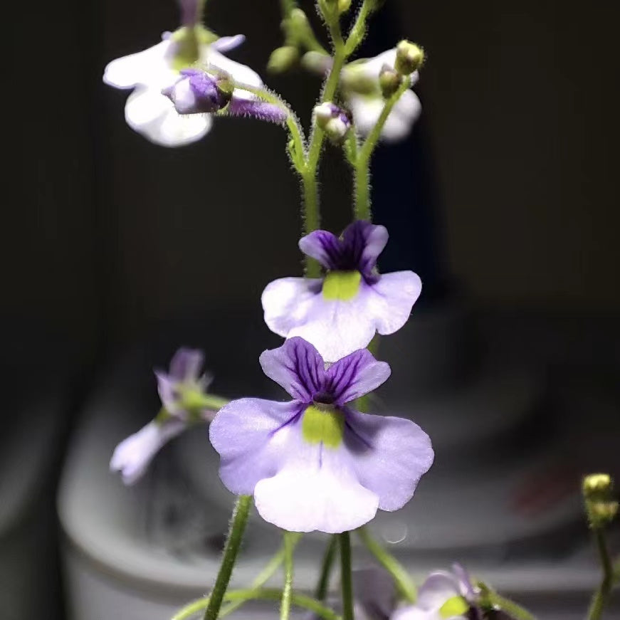Genlisea lobota x flexnosa