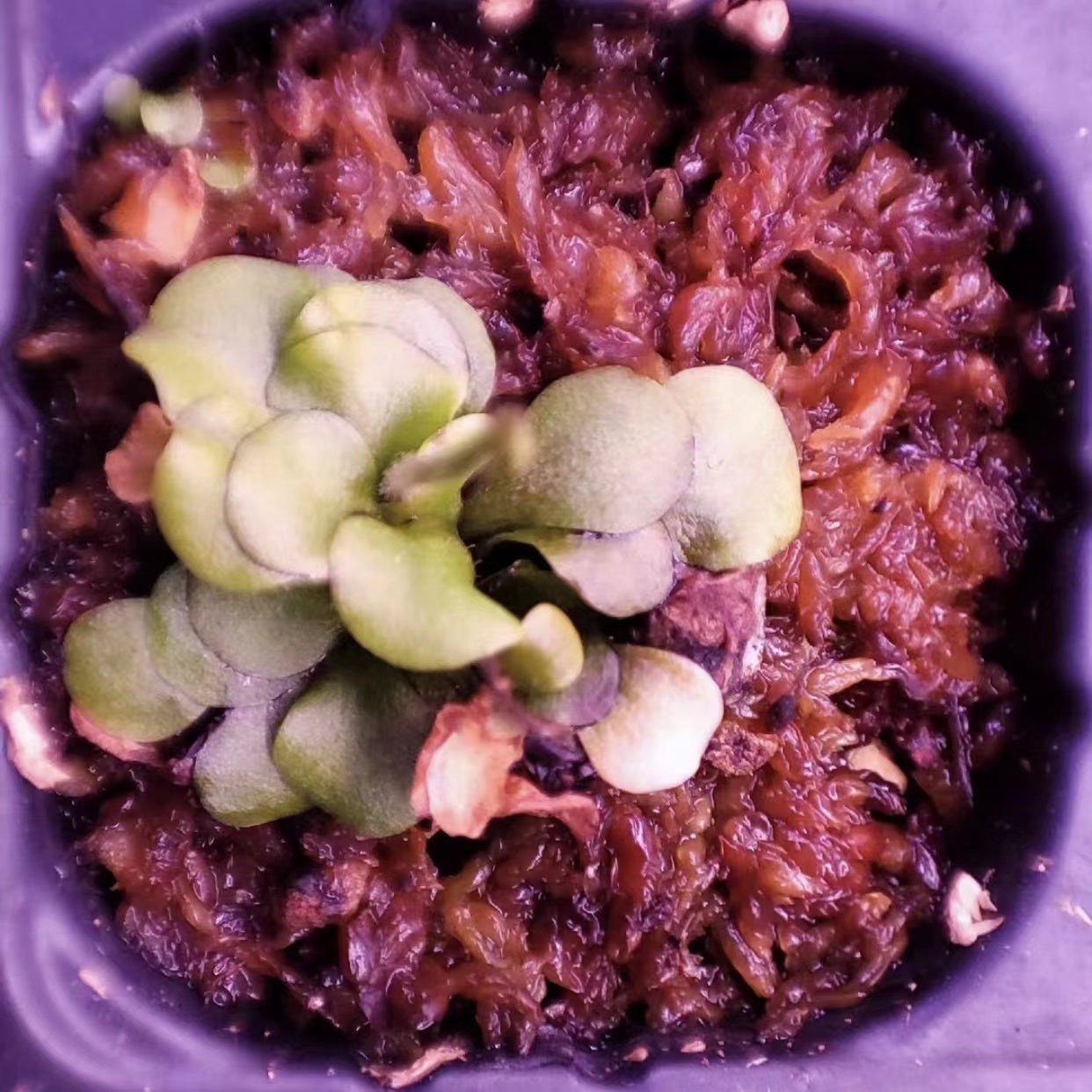 Genlisea lobota x flexnosa