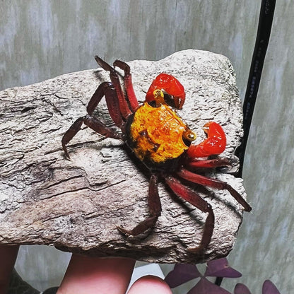 6 mixed color Geosesarma Vampire Crabs guarantee one or more female included