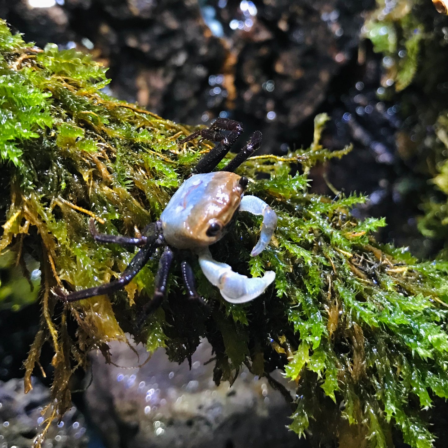 Blue Sky Ninja Crab (Lepidothelphusa sp Blue Sky)