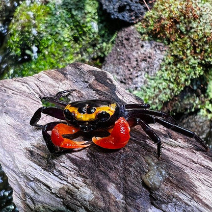 Hamburglar Crab (Lepidothelphusa sp)