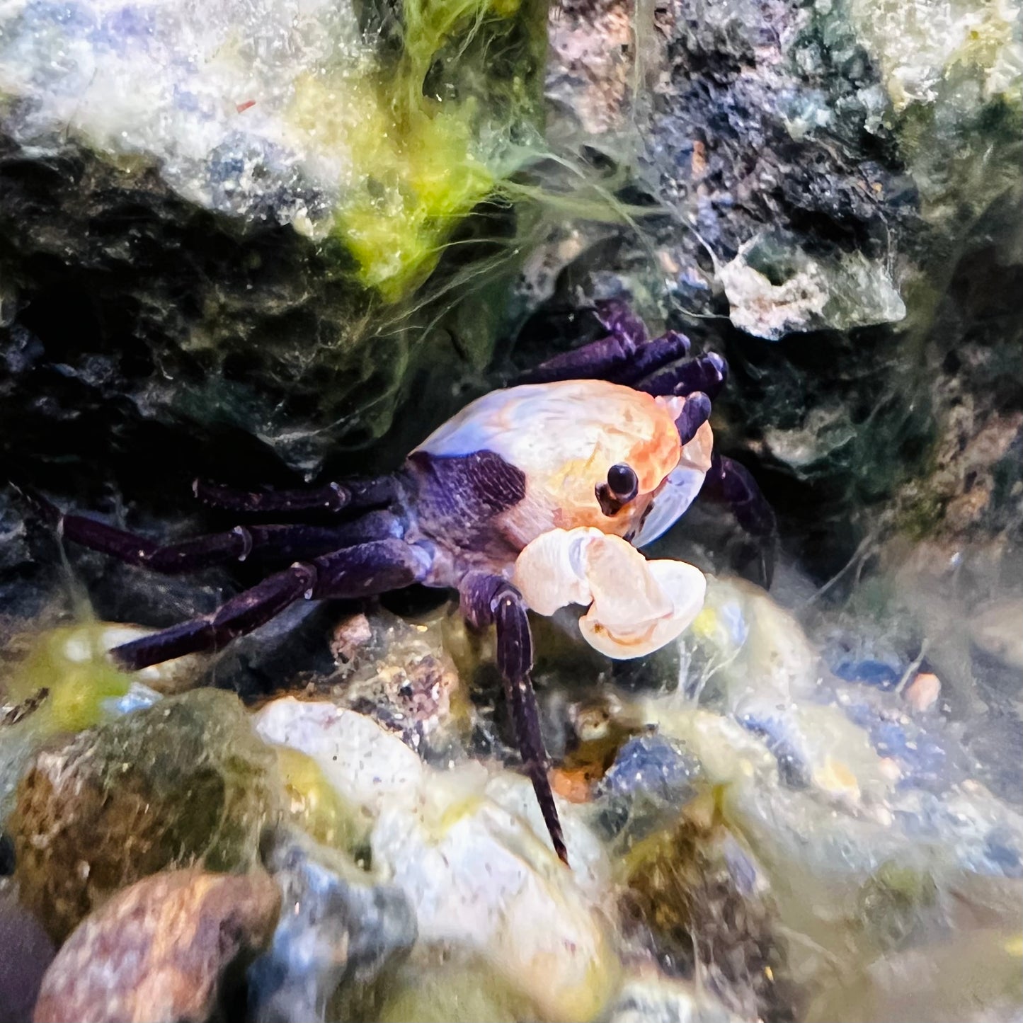 Panda Ninja Crab Lepidothelphusa Cognetti