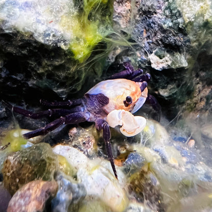 Panda Ninja Crab Lepidothelphusa Cognetti