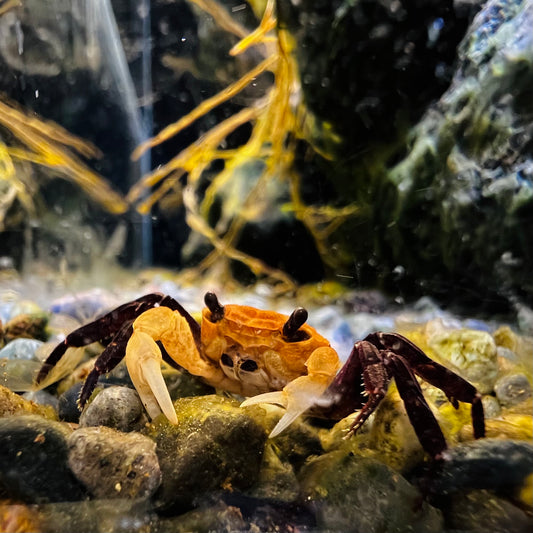 Panda Ninja Crab Lepidothelphusa Cognetti