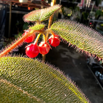 Ardisia Mamillata Hance