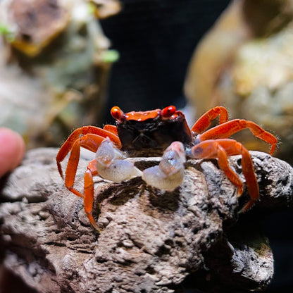 Red Carnaval Vampire Crab (Geosesarma aristocratensis)