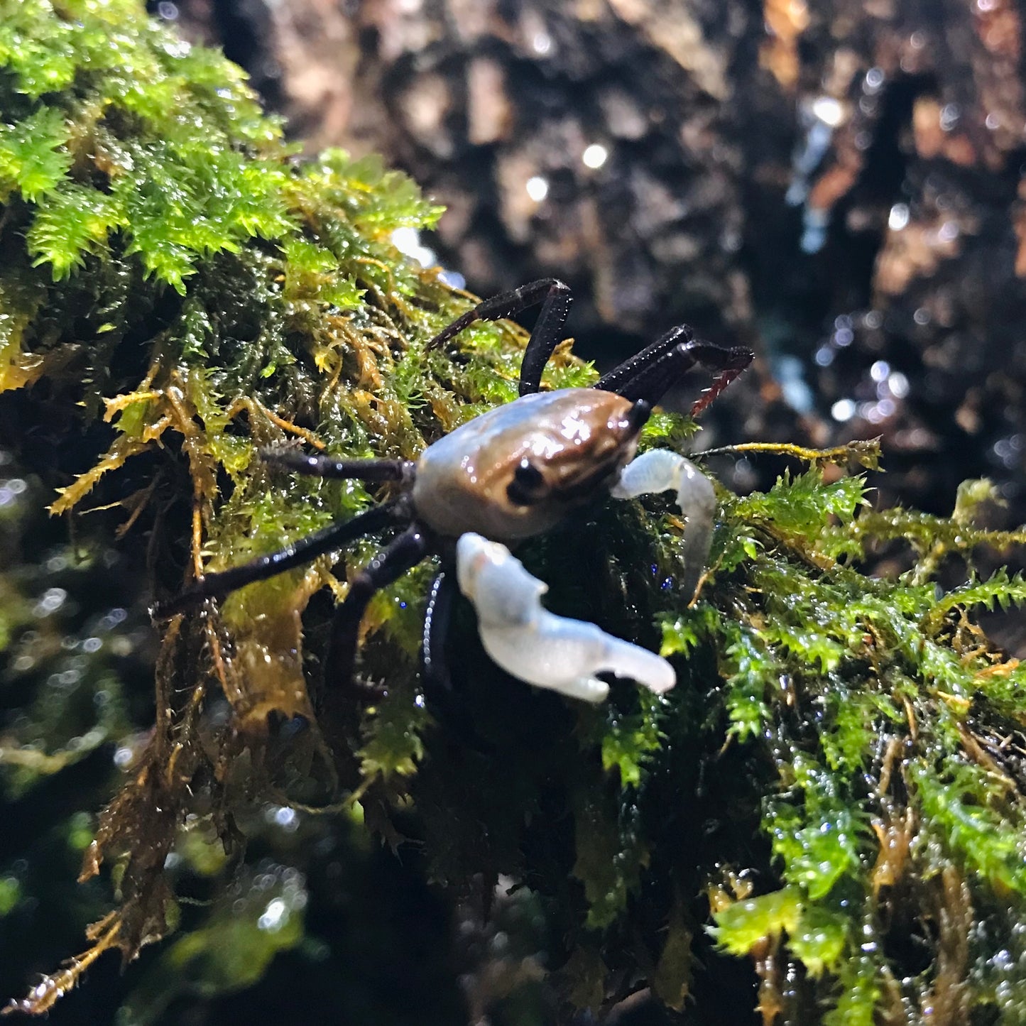 Blue Sky Ninja Crab (Lepidothelphusa sp Blue Sky)