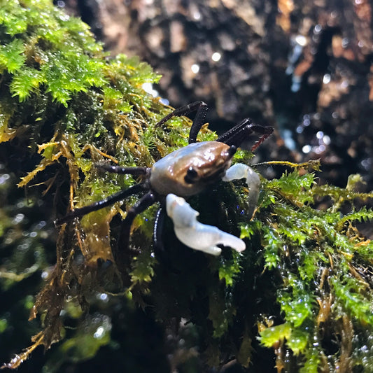 Blue Sky Ninja Crab (Lepidothelphusa sp Blue Sky)