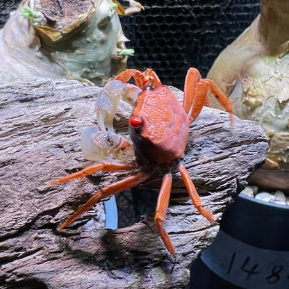 Red Carnaval Vampire Crab (Geosesarma aristocratensis)