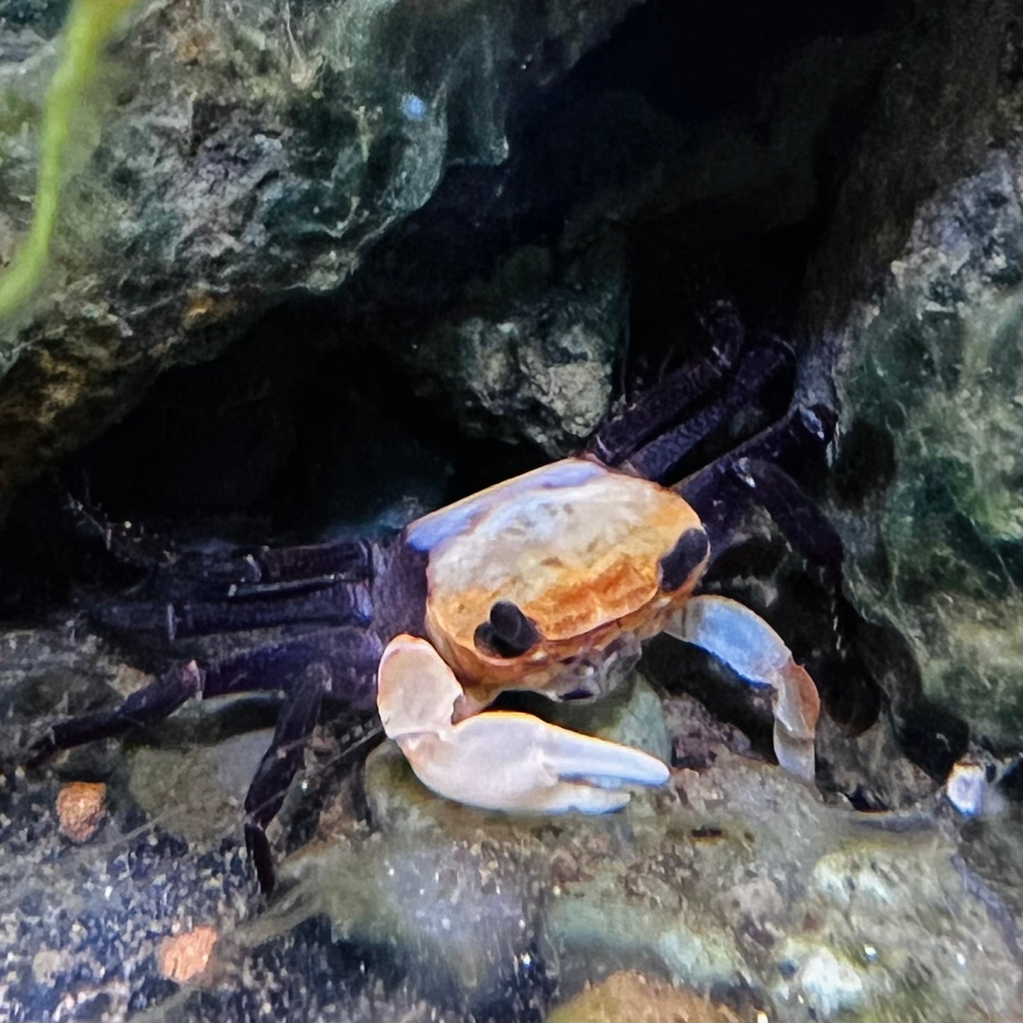 Panda Ninja Crab Lepidothelphusa Cognetti
