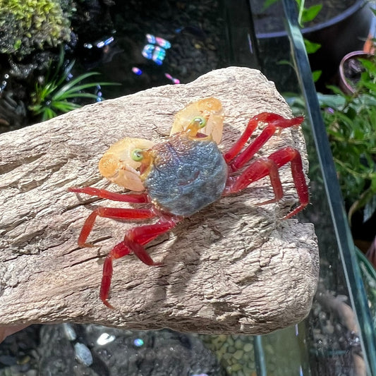 Mandarin Vampire Crab White Arm (Geosesarma notoohorum)