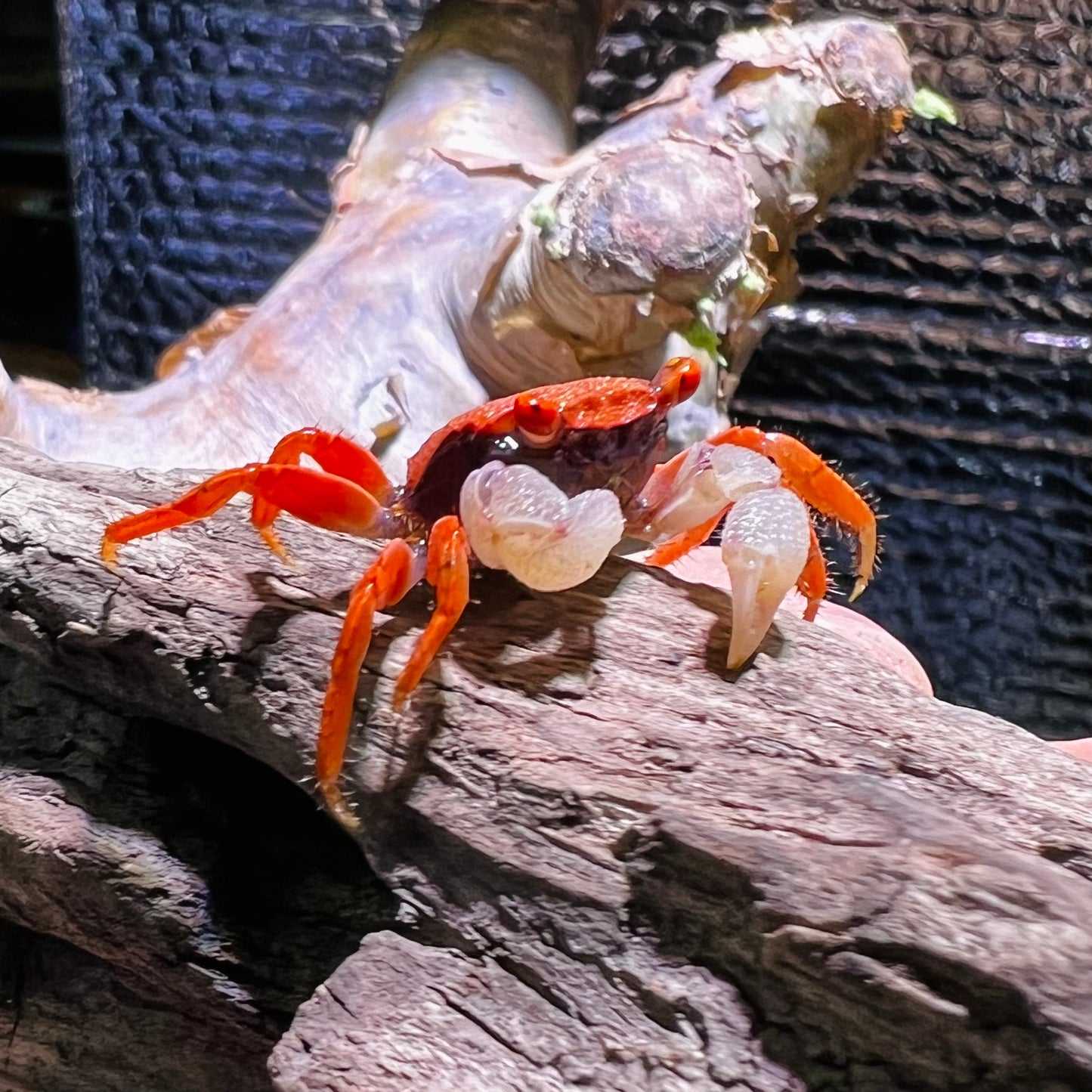 Red Carnaval Vampire Crab (Geosesarma aristocratensis)