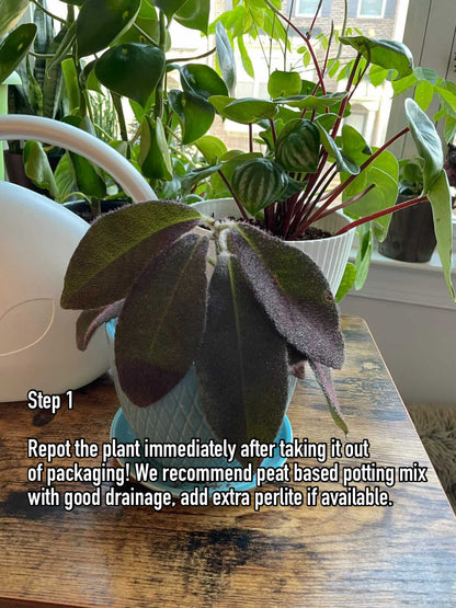 Darth Vader Begonia (Begonia darthvaderiana)