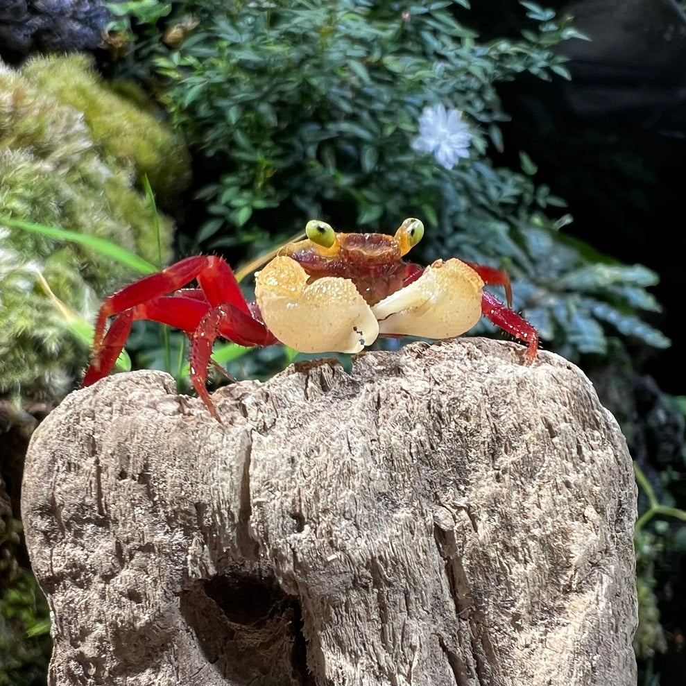 Mandarin Vampire Crab White Arm (Geosesarma notoohorum)