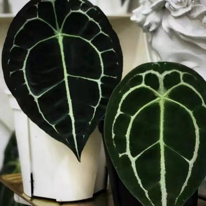 anthurium forgetii silver Anthurium forgetii
