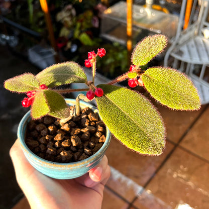 Ardisia Mamillata Hance