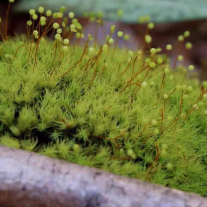 Bartramia pomiformis Hedw.